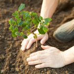 【心理テスト】果物の木は何本植えた?