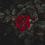 不倫占い|諦めたつもり…でも無理だった◆本音とあの人との絆