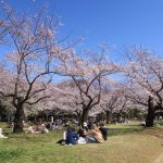 「お花見デート」での成功ポイント3選とNG行動について解説！