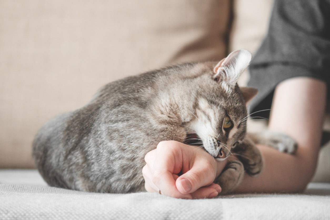 夢占い 猫 が出てくる夢ってどんな意味がある パターン別にご紹介 みのり