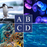 心理テスト｜あなたが水族館で最初にみたいものはどれ？