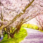 人生占い｜４月で人生変わる！『次、あなたに訪れる運命＆幸せ』