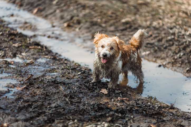 心理テスト│びしょ濡れの子犬…なぜ濡れてる？◆ダメンズにハマる危険度がわかる