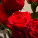 誕生日占い|X月X日までに覚悟決めて≪あの人と一線超える夜≫2人の初SEX