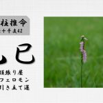 四柱推命「乙巳(きのとみ)」の特徴・性格・運勢・相性・有名人
