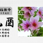 四柱推命「乙酉(きのととり)」の特徴・性格・運勢・相性・有名人