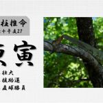 四柱推命「庚寅(かのえとら)」の特徴・性格・運勢・相性・有名人