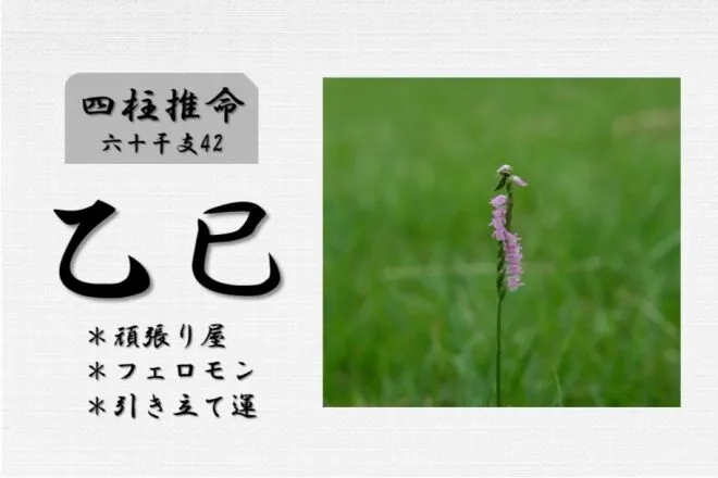 四柱推命「乙巳(きのとみ)」の特徴・性格・運勢・相性・有名人