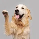 夢占い｜犬に嚙まれる夢の意味とは？噛まれた部位・人物など状況別の暗示35選