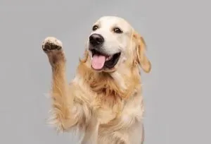 夢占い｜犬に嚙まれる夢の意味とは？噛まれた部位・人物など状況別の暗示35選