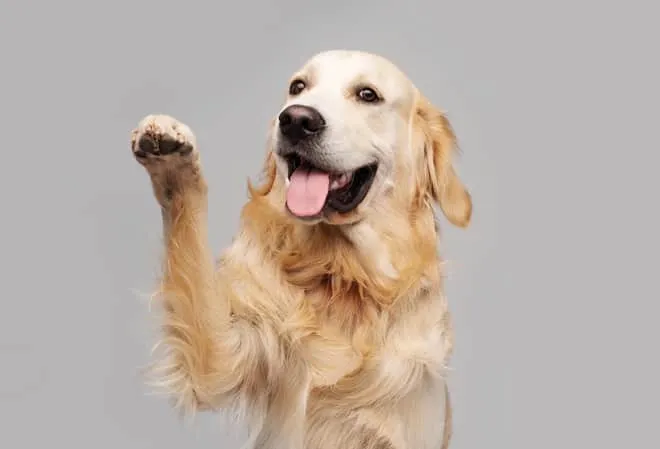 夢占い｜犬に嚙まれる夢の意味とは？噛まれた部位・人物など状況別の暗示35選