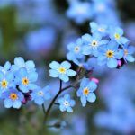 【勿忘草(ワスレナグサ)の花言葉】色別・怖い花言葉、由来、誕生花、おすすめの贈り方