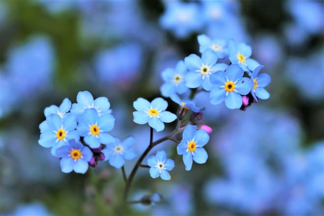 【勿忘草(ワスレナグサ)の花言葉】色別・怖い花言葉、由来、誕生花、おすすめの贈り方