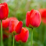 【チューリップの花言葉】色・本数別の花言葉、怖い花言葉、誕生花、おすすめの贈り方