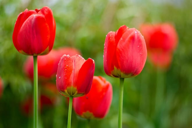 【チューリップの花言葉】色・本数別の花言葉、怖い花言葉、誕生花、おすすめの贈り方