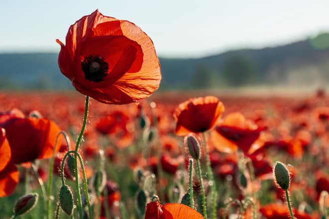 【ポピーの花言葉】色別・種類別・怖い花言葉、由来、誕生花、おすすめの贈り方