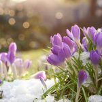 絶対叶えたい恋してる方【満願成就】あの人のあなたへの気持ち