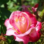 1秒も我慢できない【このまま続けて未来ある？】あの人の気持ち