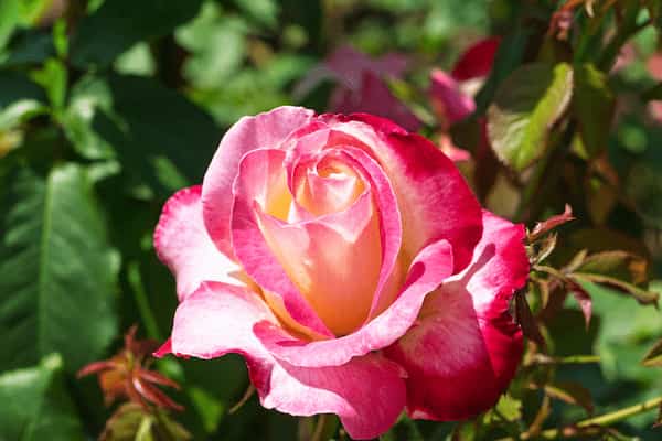 1秒も我慢できない【このまま続けて未来ある？】あの人の気持ち