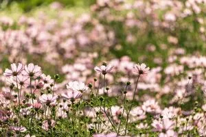 手応えゼロでも諦めない【脈ナシ恋⇒強制進展叶う占】2人の縁